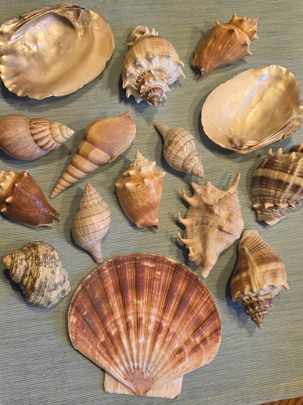 Natural Mixed Seashells Lot